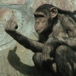 chimp3