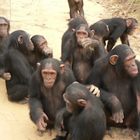 chimps
